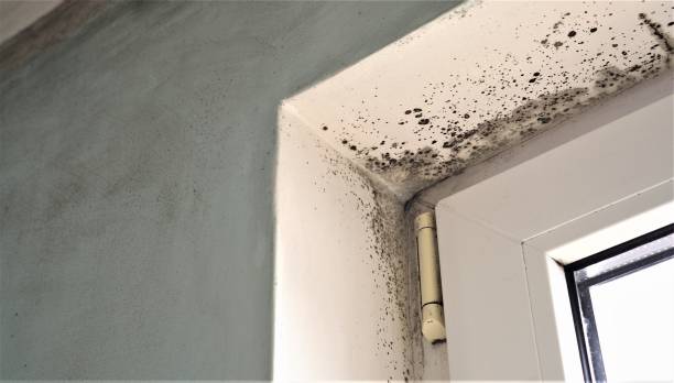 Trusted Shiremanstown, PA Mold Removal Experts