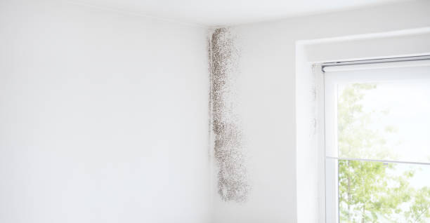 Best Crawl Space Mold Remediation  in Shiremanstown, PA