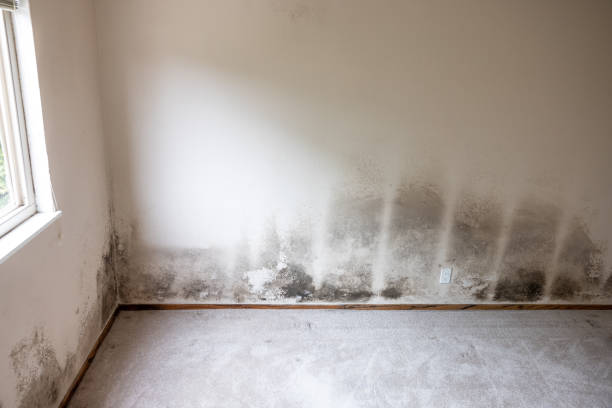 Mold Remediation for Rental Properties in Shiremanstown, PA