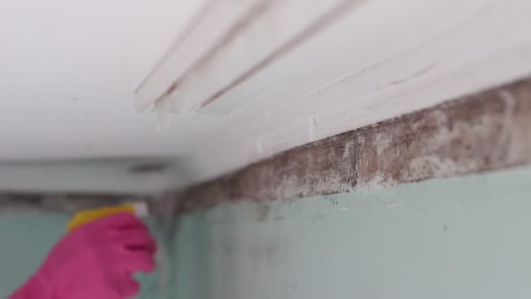 Best Indoor Air Quality Assessment  in Shiremanstown, PA